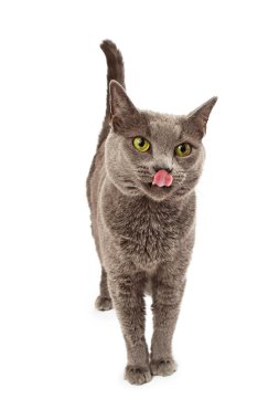 Aç kedi yalama dudaklar