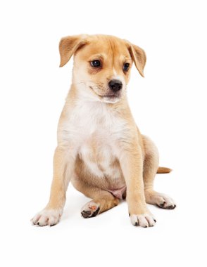 Labrador çoban azman köpek yavrusu