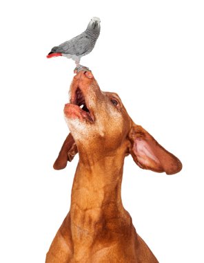 Vizsla dog looking up at a bird on his nose clipart
