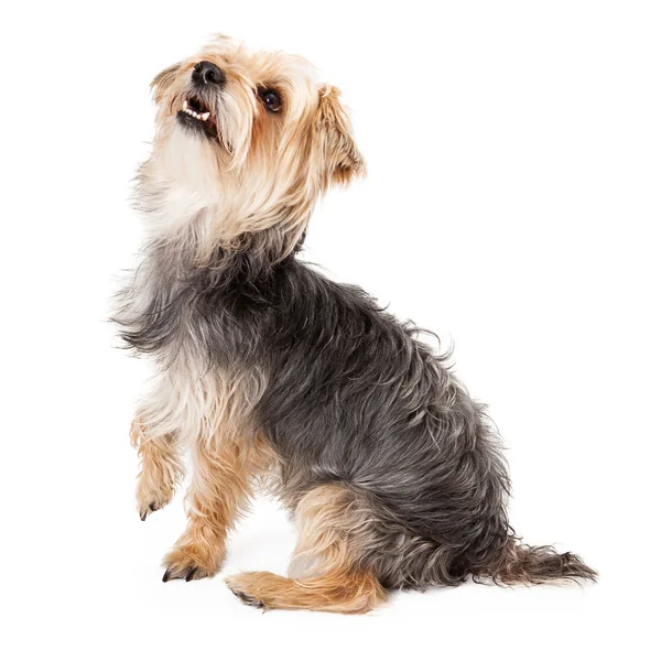 Feliz Yorkshire Terrier mirando hacia arriba — Foto de Stock