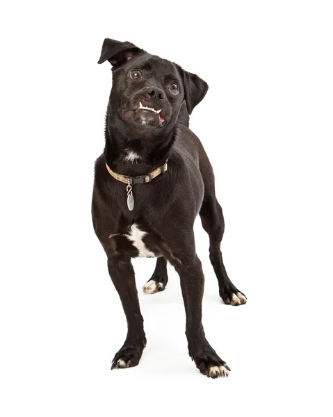 Perro de raza mixta mirando hacia arriba — Foto de Stock