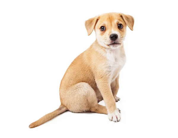 Karışık cins köpek yavrusu profili — Stok fotoğraf