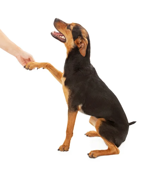 Lycklig hund skakar hand — Stockfoto