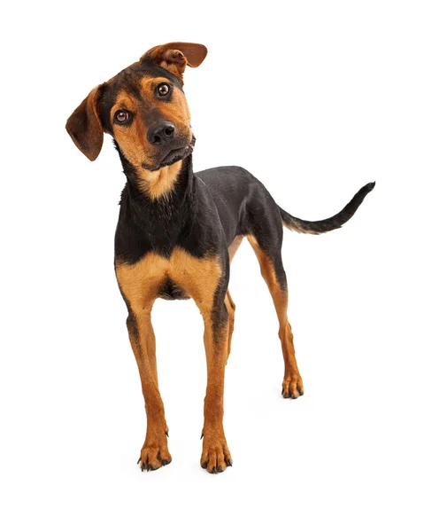 Shepherd Mutt Dog Standing — Stock Photo, Image