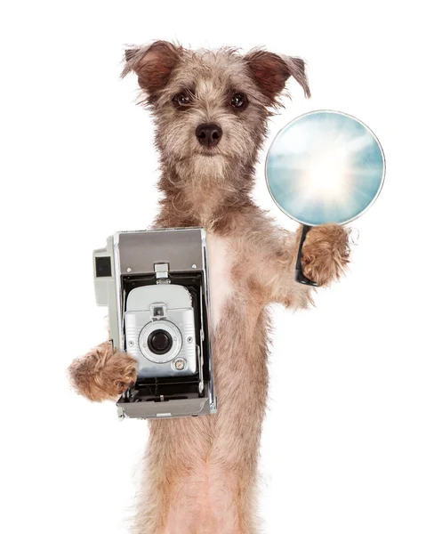 Terrier Dog With Vintage Camera and Flash Royalty Free Stock Photos