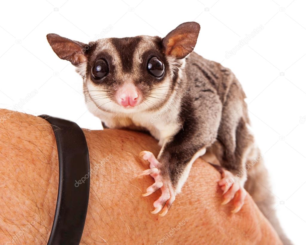 Sugar Glider Perched on a Hand