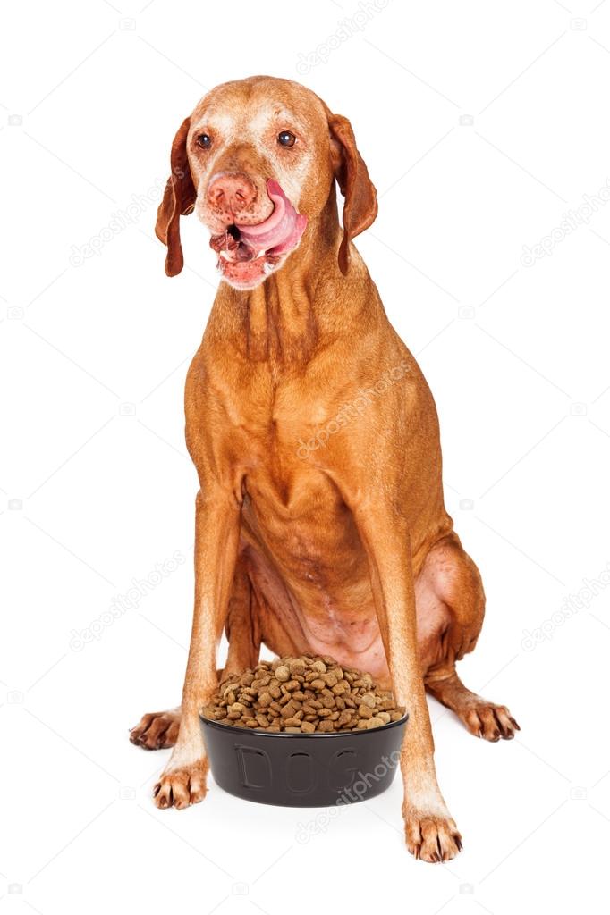 Hungry Vizsla Dog With Bowl of Food