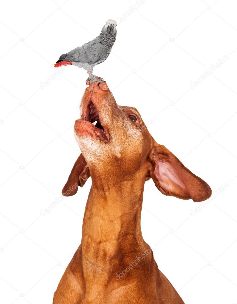 Vizsla dog looking up at a bird on his nose
