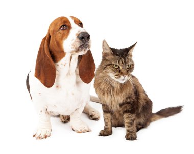 kızgın köpek ve kedi çatık kaşlı
