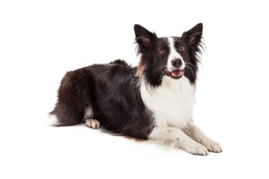 sınır collie gözle döşeme