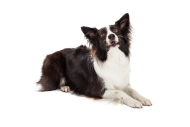 sınır collie ararken döşeme