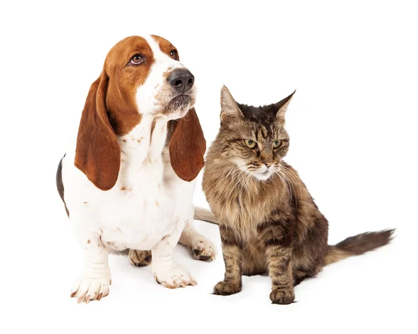 Angry Dog and Cat Scowling — Stock Photo, Image