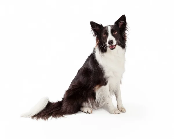 Frontera Collie Blanco y Negro — Foto de Stock