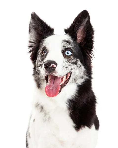 Border Collie Nahaufnahme mit Blick zur Seite — Stockfoto