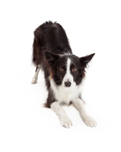 Border Collie Downdog — Stock Photo, Image