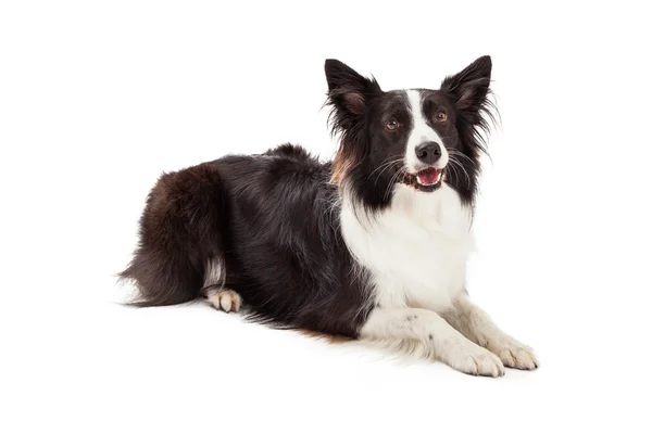 Frontera Collie yaciendo mirando hacia el futuro —  Fotos de Stock