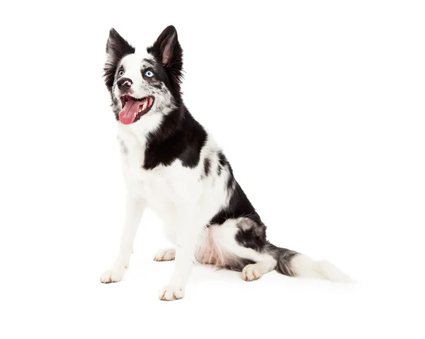 Border Collie Sitting and Looking to Side — Stock Photo, Image