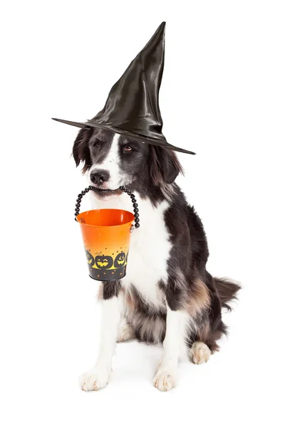 Border collie, pies halloween czarownica — Zdjęcie stockowe