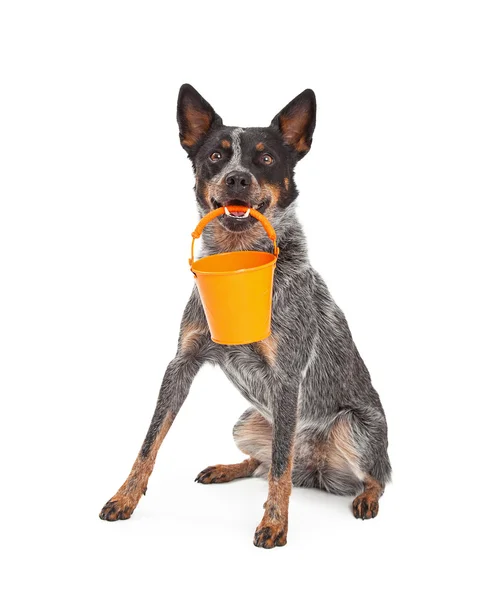 Bovino perro sosteniendo cubo naranja — Foto de Stock