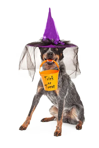 Halloween boszorkány kutya — Stock Fotó