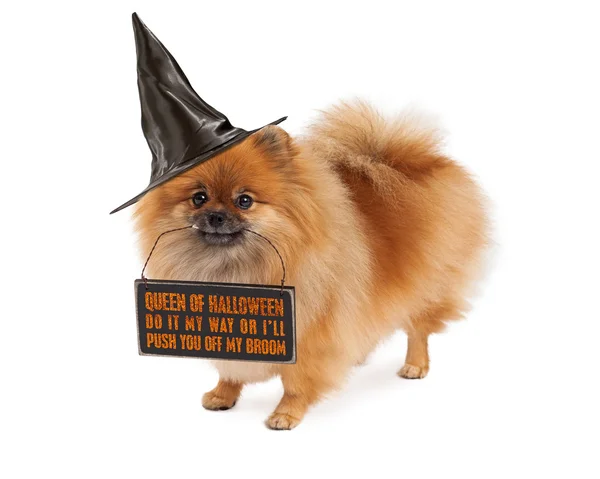Pommeren halloween heks hond — Stockfoto
