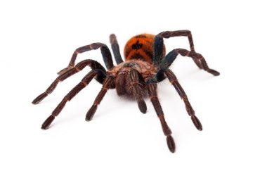greenbottle mavi tarantula Önden Görünüm