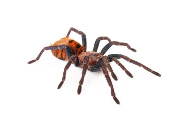 greenbottle mavi tarantula