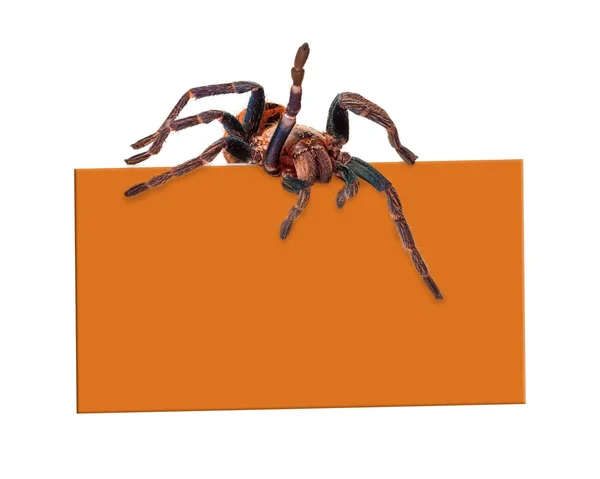 Spinne über leeres Schild — Stockfoto