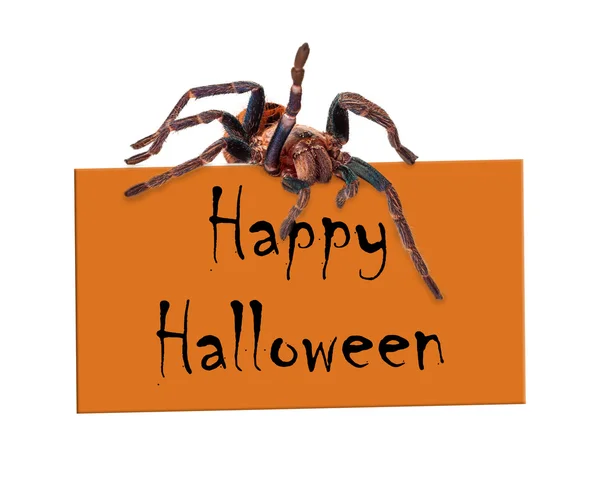 Aranha sobre o sinal de Halloween feliz — Fotografia de Stock