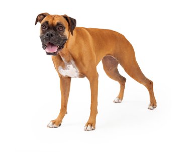 Boxer Köpek ayakta ve kameraya bakıyor