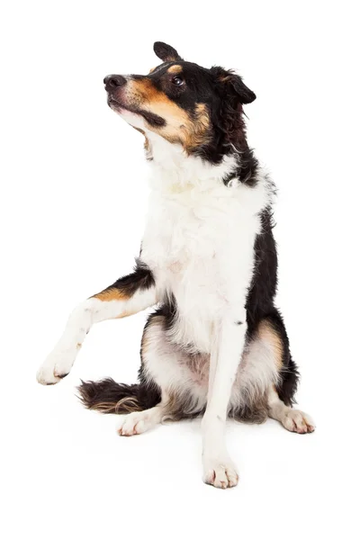 Border Collie Sitting And Offering Paw — Stock Photo, Image