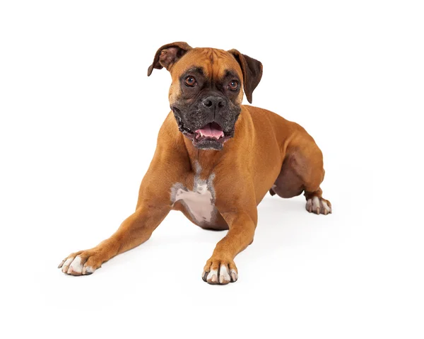 Boxeador perro yaciendo feliz expresión — Foto de Stock