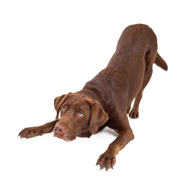 Chocolate Labrador cão curvando e olhando para cima — Fotografia de Stock