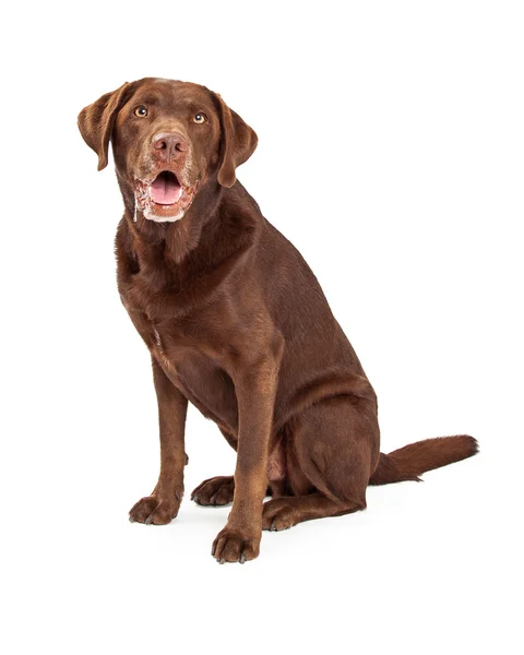 Chocolate Labrador Retriever Dog Drooling — Stock Photo, Image