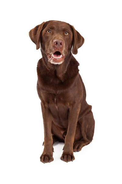 Chocolate Labrador Retriever Dog Sitting Looking Forward — Stock Photo, Image