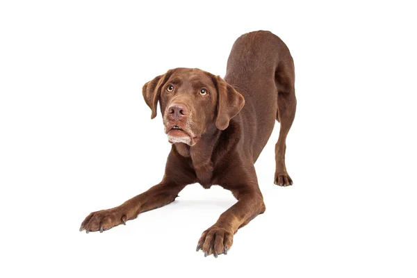 Chocolate Labrador Retriever Dog em Downdog Postion — Fotografia de Stock