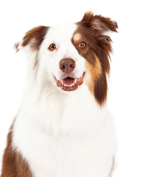 Tiro en la cabeza del hermoso Collie fronterizo — Foto de Stock