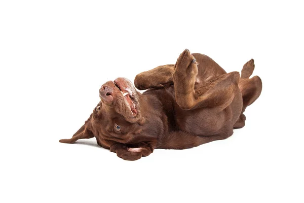 Labrador Dog Laying on Back — Stock Photo, Image