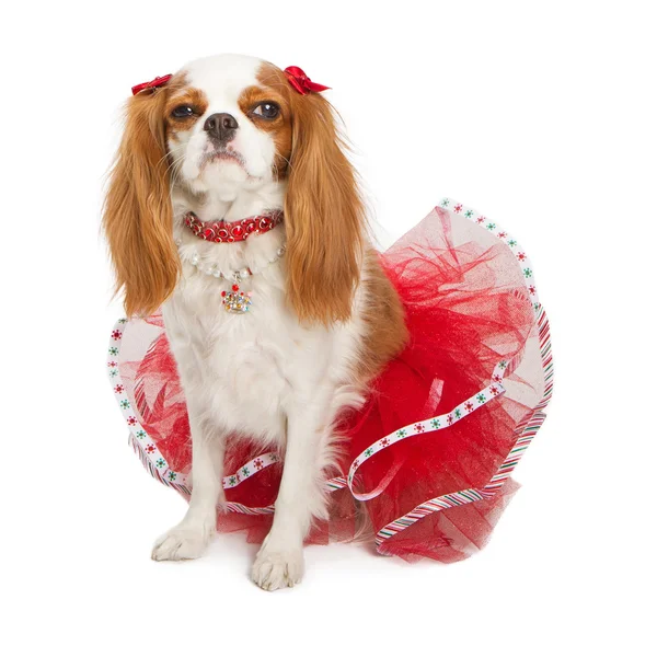 Grumpy Christmas Dog — Stock Image Grumpy Christmas Dog Stock Image