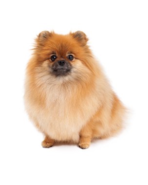 pomeranian oturma seyir ön