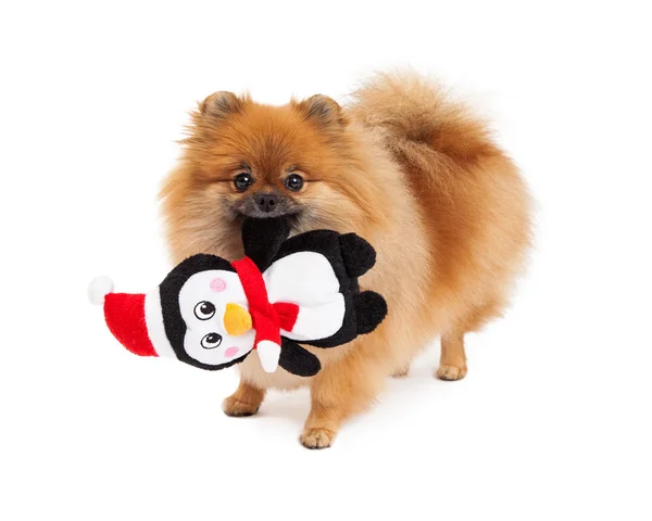 Pomeranian hålla jul leksak — Stockfoto