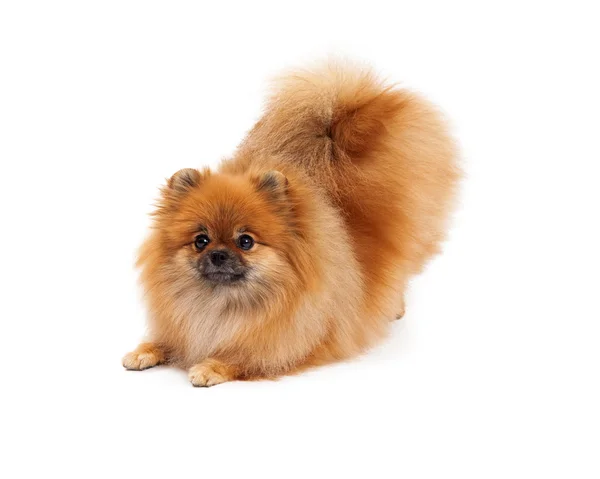 Pomeranian ในตําแหน่ง Downdog — ภาพถ่ายสต็อก