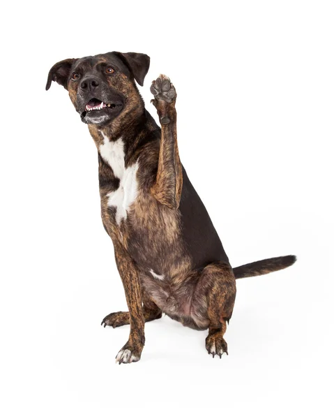 Grande Brindle cane alzando zampa — Foto Stock