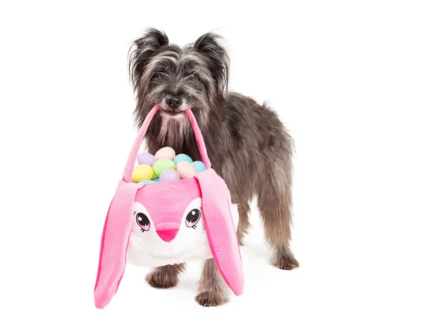 Pastor Pirineo Perro Liberando Huevos de Pascua —  Fotos de Stock