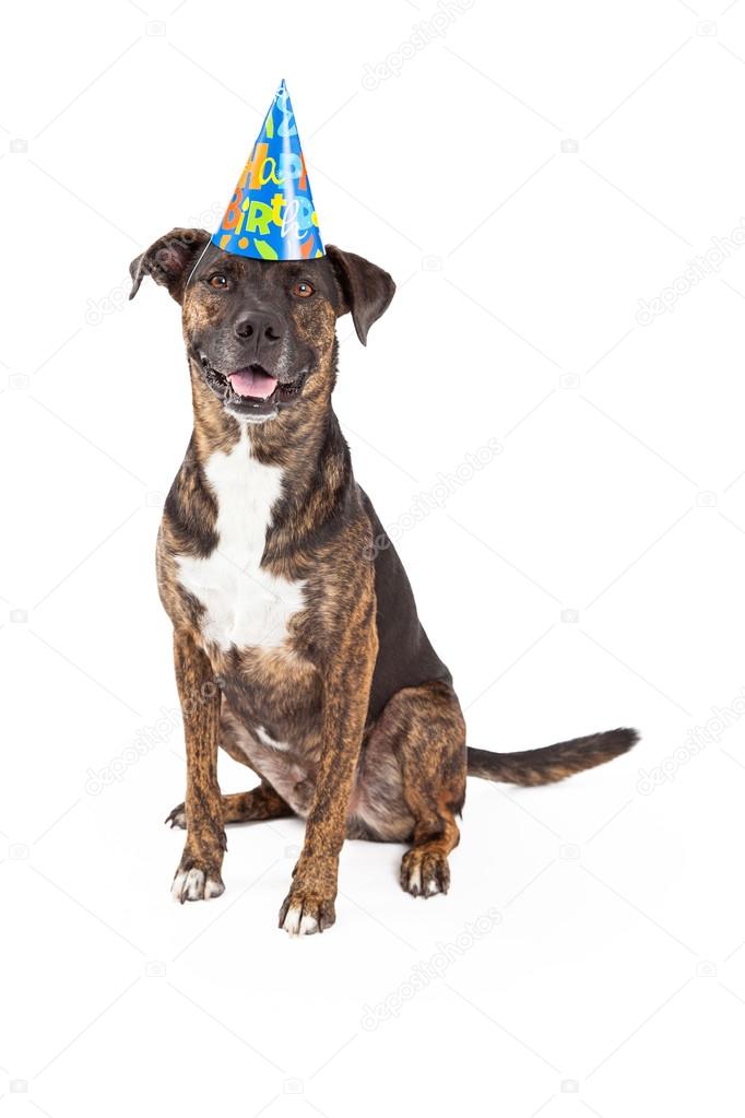 Chapeau D Anniversaire Avec Un Chien Heureux Image Libre De Droit Par Adogslifephoto C Chapeau D Anniversaire Avec Un Chien Heureux Image Libre De Droit Par Adogslifephoto C