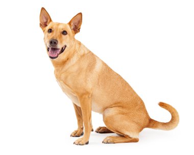 Carolina köpek oturma profil