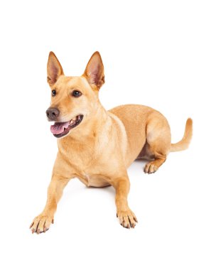 Mutlu Carolina köpek bırakmasını