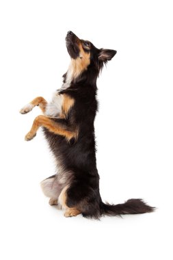 Yalvarıyor çoban azman