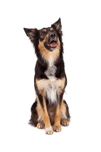 Glücklich Border Collie Mischling Blick nach oben — Stockfoto