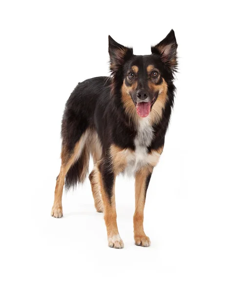 Shepherd and Border Collie Crossbreed Dog — Stock Photo, Image